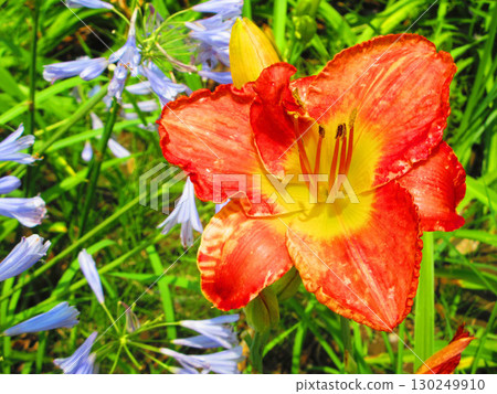 萱草(Hemerocallis)的美麗花景 萱草(Hemerocallis)的美麗花景 130249910