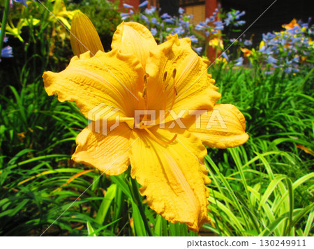 Beautiful flower scenery of Hemerocallis (Hemerocallis) 130249911