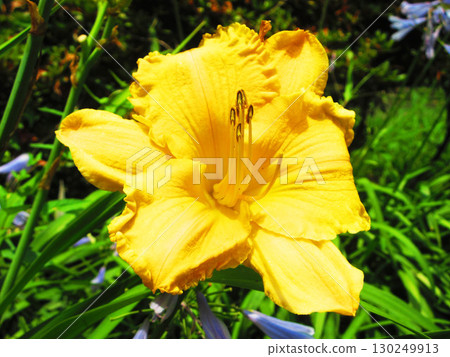 Beautiful flower scenery of Hemerocallis (Hemerocallis) 130249913