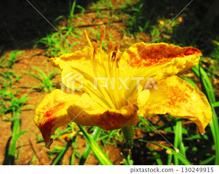 Beautiful flower scenery of Hemerocallis (Hemerocallis) Beautiful flower scenery of Hemerocallis (Hemerocallis) 130249915
