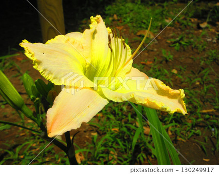 Beautiful flower scenery of Hemerocallis (Hemerocallis) Beautiful flower scenery of Hemerocallis (Hemerocallis) 130249917