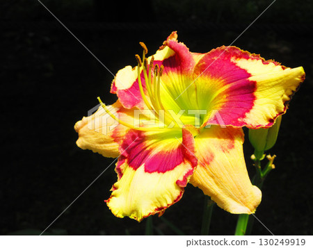 萱草（Hemerocallis）的美麗花景 130249919
