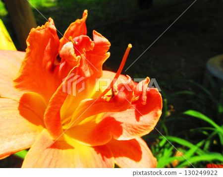 萱草（Hemerocallis）的美麗花景 130249922