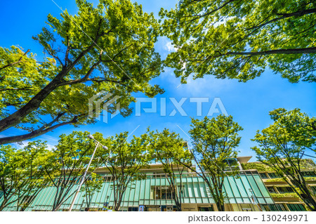 日本東京城市景觀，俯瞰東京表參道鬱鬱蔥蔥的綠色植物 130249971