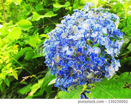 Uzu hydrangea flower landscape 130250002