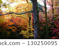 樹與秋天的葉子 130250095