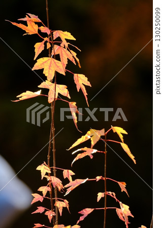 Momige在背光照耀 130250099