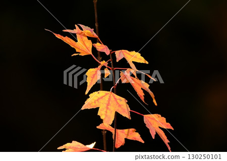 秋天的楓葉 130250101