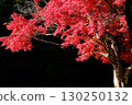 鮮紅的秋葉 130250132
