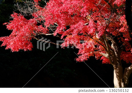 鮮紅的秋葉 130250132