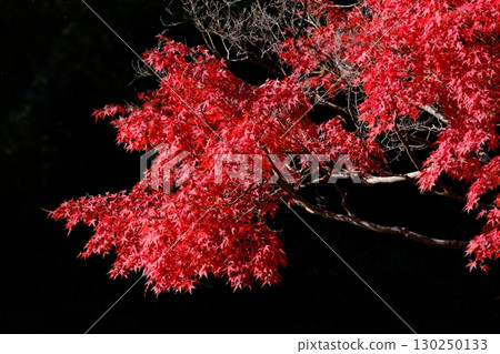 鮮紅的秋葉 130250133