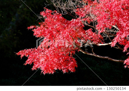 鮮紅的秋葉 130250134