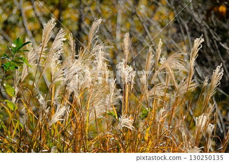 秋天陽光明媚的shin Suki 130250135