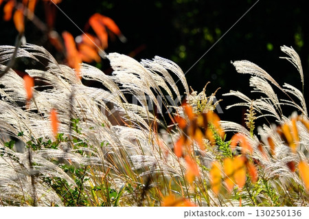 秋天的潘帕斯耳在風中搖曳 130250136