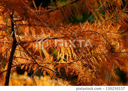 楓葉離開了紅葉 130250137