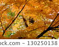 明亮的秋葉 130250138