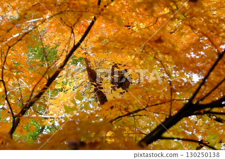 明亮的秋葉 130250138