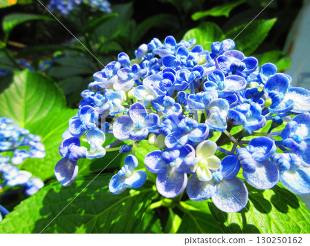 Uzu hydrangea flower landscape 130250162