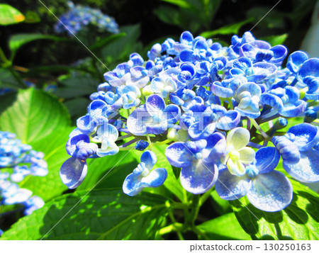 Uzu hydrangea flower landscape 130250163