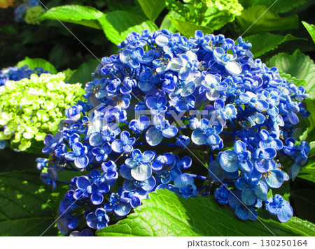 Uzu hydrangea flower landscape 130250164