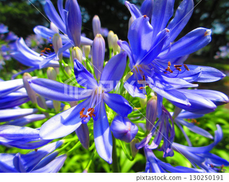 Beautiful flower scenery of Agapanthus (purple clivia) Beautiful flower scenery of Agapanthus (purple clivia) 130250191