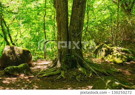 分叉樹 分叉樹 130250272