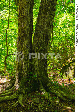 forked tree 130250274