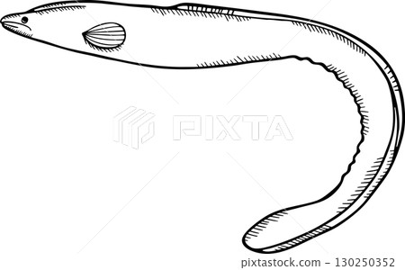 鰻魚素描單色插圖 鰻魚素描單色插圖 130250352