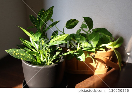 Croton and pothos plants on top of a shoe cabinet 130250356