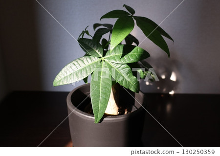Pachira plant on top of a shoe cabinet Pachira plant on top of a shoe cabinet 130250359