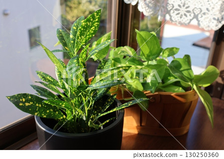 Croton and pothos plants in a bay window Croton and pothos plants in a bay window 130250360