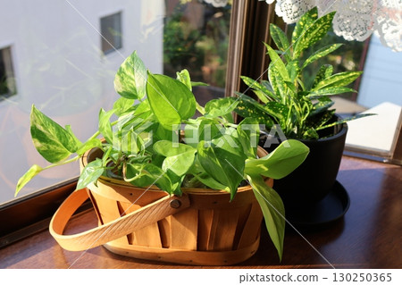 放在窗台上的綠蘿和巴豆室內植物 放在窗台上的綠蘿和巴豆室內植物 130250365
