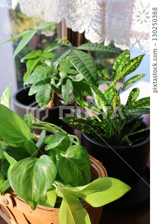 綠蘿、巴豆和發財樹等室內植物擺放在窗台上 綠蘿、巴豆和發財樹等室內植物擺放在窗台上 130250368