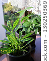 Croton and Pachira houseplants placed on a windowsill 130250369