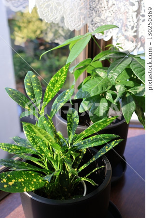 Croton and Pachira houseplants placed on a windowsill 130250369
