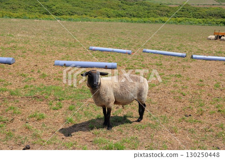 Yajiri島 Yajiri島 130250448