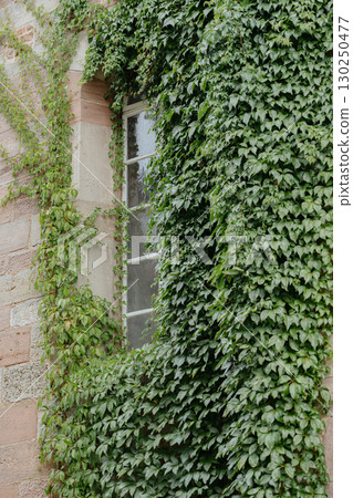 Ivy climbs over an old stone wall, partially covering a weathered window. The lush green leaves create a natural facade, adding character and charm to the rustic architecture. 130250477