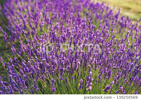 Rows of vibrant blooming purple lavender flower in field in full summer light stretching to horizon Rows of vibrant blooming purple lavender flower in field in full summer light stretching to horizon 130250569