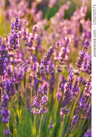 Lavender blossoms glowing in soft evening sunlight during peak summer bloom in a fragrant garden Lavender blossoms glowing in soft evening sunlight during peak summer bloom in a fragrant garden 130250573