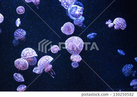 Group of Mastigias papua or spotted lagoon jellyfish swim gracefully in deep blue water of aquarium 130250582