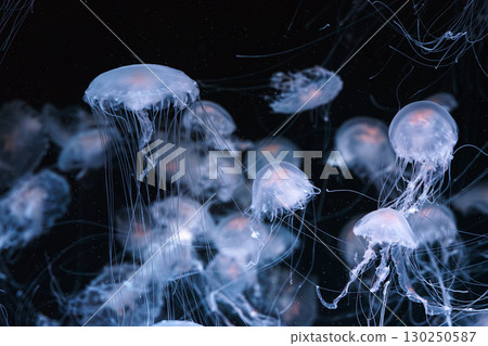 Chrysaora quinquecirrha, Atlantic or East Cost sea nettle jellyfish swim in blue water of aquarium Chrysaora quinquecirrha, Atlantic or East Cost sea nettle jellyfish swim in blue water of aquarium 130250587