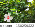 White mukoge's flower 130250822