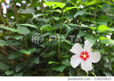 White mukoge's flower 130250823