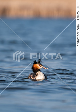 Great Crested Grebe Bird Swimming On Pond Water 130251019