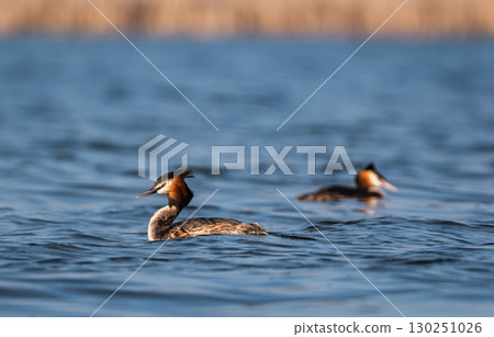 Amazing Great Crested Grebe Water Birds Swimming On A Lake 130251026