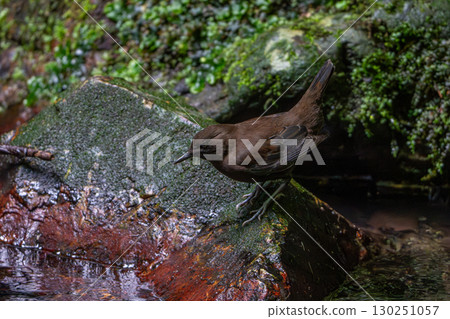 Birds swimming in the river 130251057