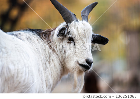 Beautiful Young Goat With A White Face On An Outdoor Farm. Close-Up Of Its Face 130251065