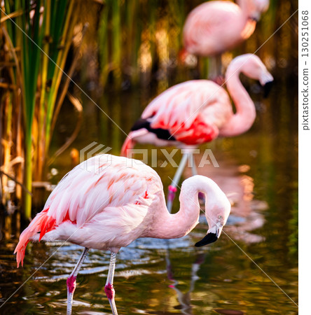 Pink Flamingo Birds In The Water And A Young Bird Hunting For Fish In The National Park 130251068