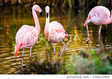 Pink Flamingo Birds In Water, With A Flock Of Birds Resting In The Warm Sunset Light Pink Flamingo Birds In Water, With A Flock Of Birds Resting In The Warm Sunset Light 130251069