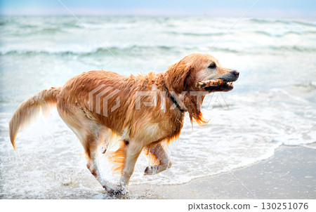 Happy Golden Retriever Dog Adorably Playing And Running With A Stick In Its Mouth On A Sandy Beach 130251076